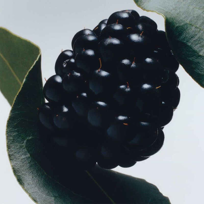 Jo Malone London Body Cr&egrave;me - Blackberry & Bay image number 1