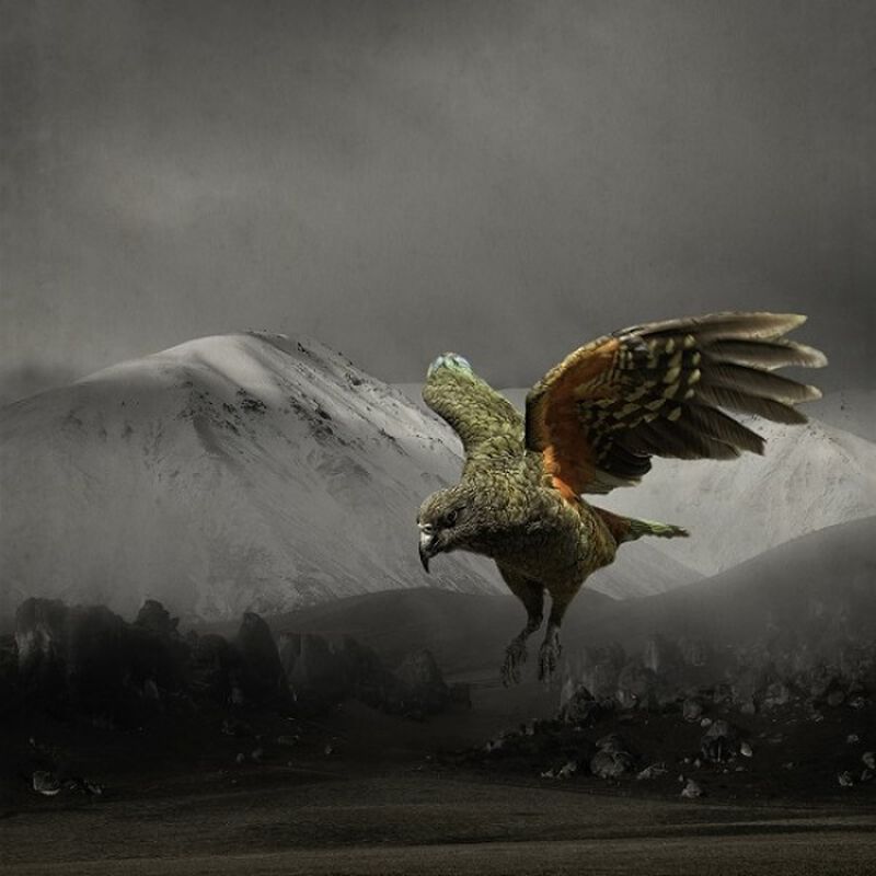 Clive Collins Flyin'Kea Notecard image number 0