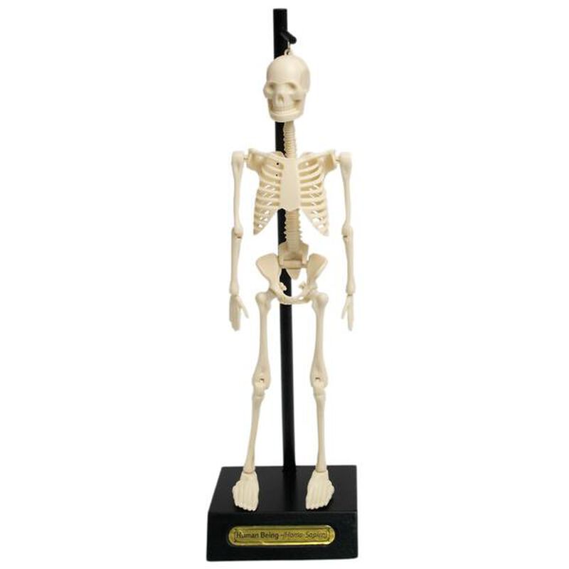 Rex London Anatomical Skeleton Educational Model image number 1