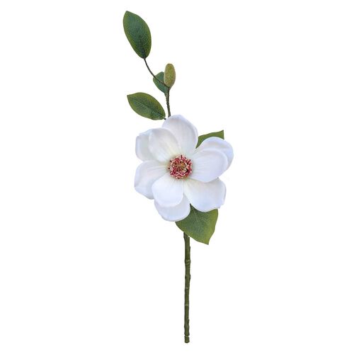 Open Magnolia Cutting
