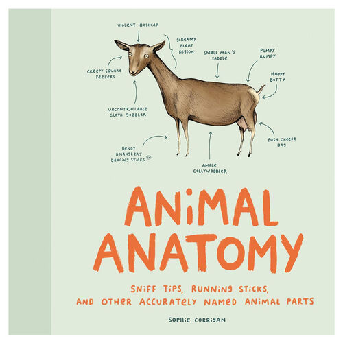Animal Anatomy by Sophie Corrigan