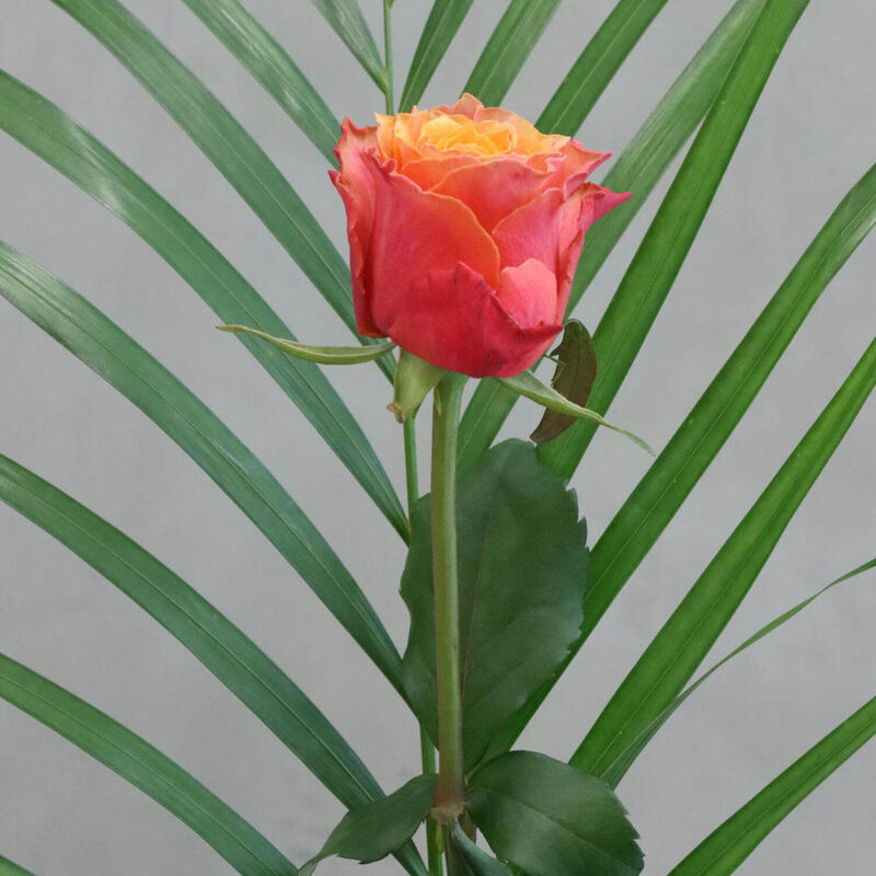 The Florist at Ballantynes - Individual Rose image number 2