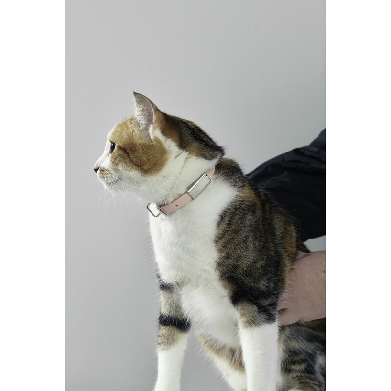 frank green Pet Collar + Name Tag - Small image number 1