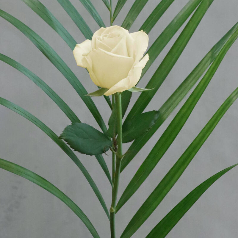 The Florist at Ballantynes - Individual Rose image number 1