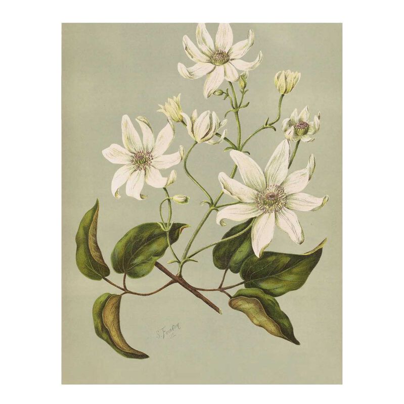 Lettuce Clematis Indivisa Tea Towel image number 0