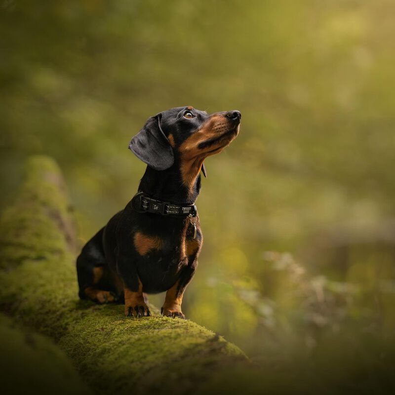 Twiggy Tags Adventure Dog Collar image number 3