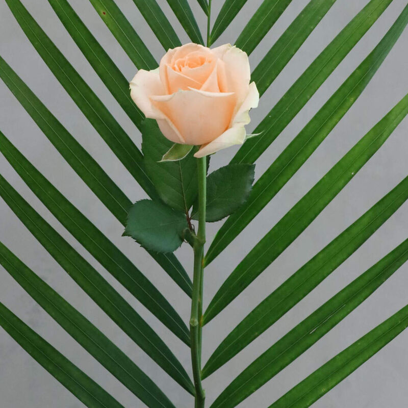 The Florist at Ballantynes - Individual Rose image number 0
