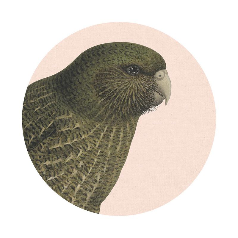 Hushed Pink Kakapo Art Spot Medium image number 0
