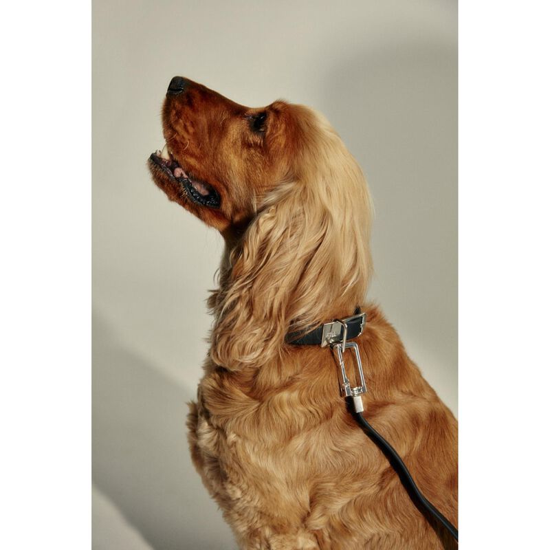 frank green Pet Leash (Base & Handle) image number 1