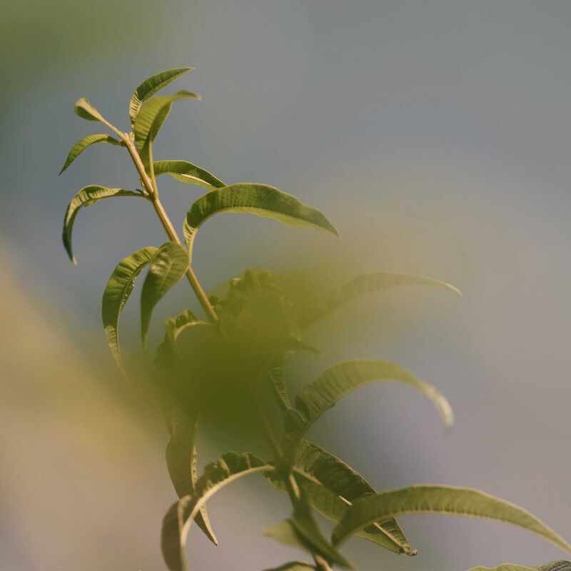 L'Occitane Verbena Collection image number 1