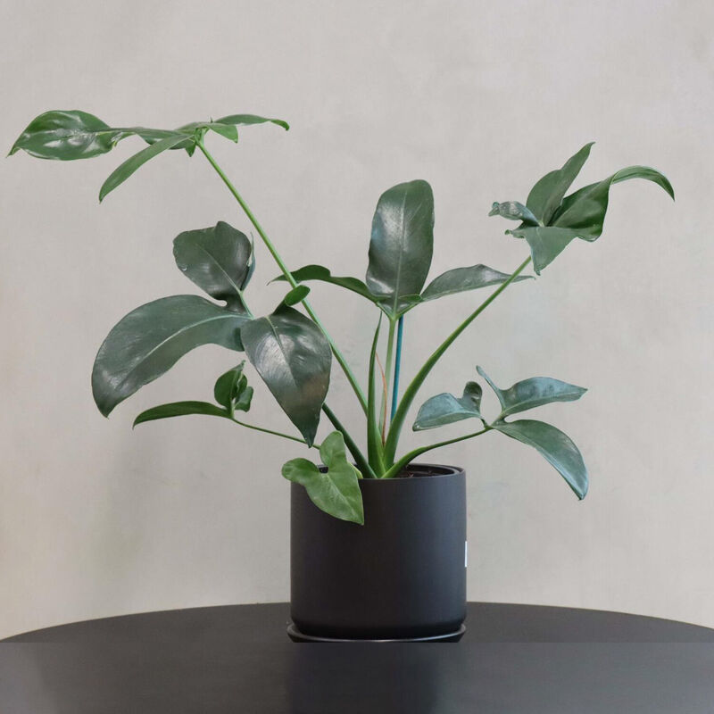The Florist At Ballantynes - Philodendron Goeldii image number 0
