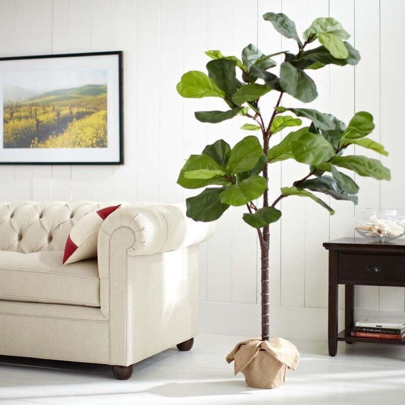 Pottery Barn Potted Fiddleleaf image number 2