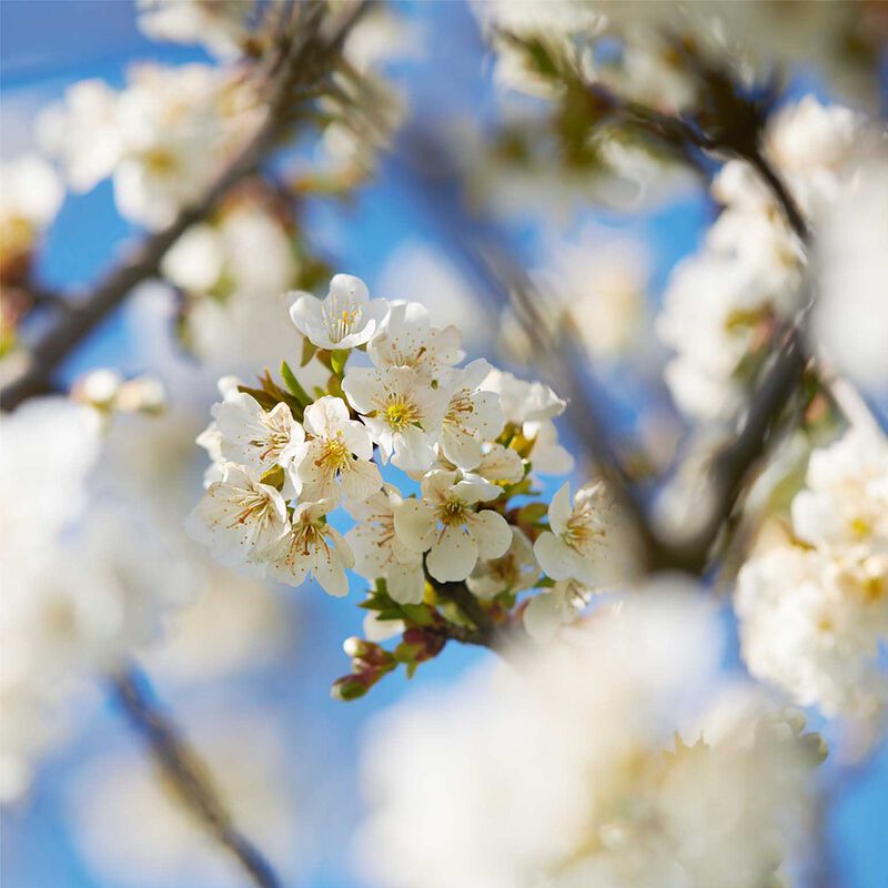 L'Occitane Fleurs De Cerisier Collection (Cherry Blossom) - Christmas 2025 image number 1