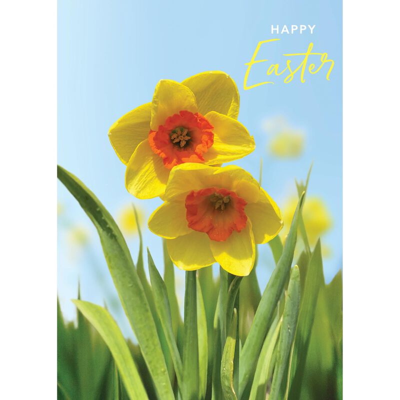 Image Gallery Pure Nz Daffodils Easter Card image number 0