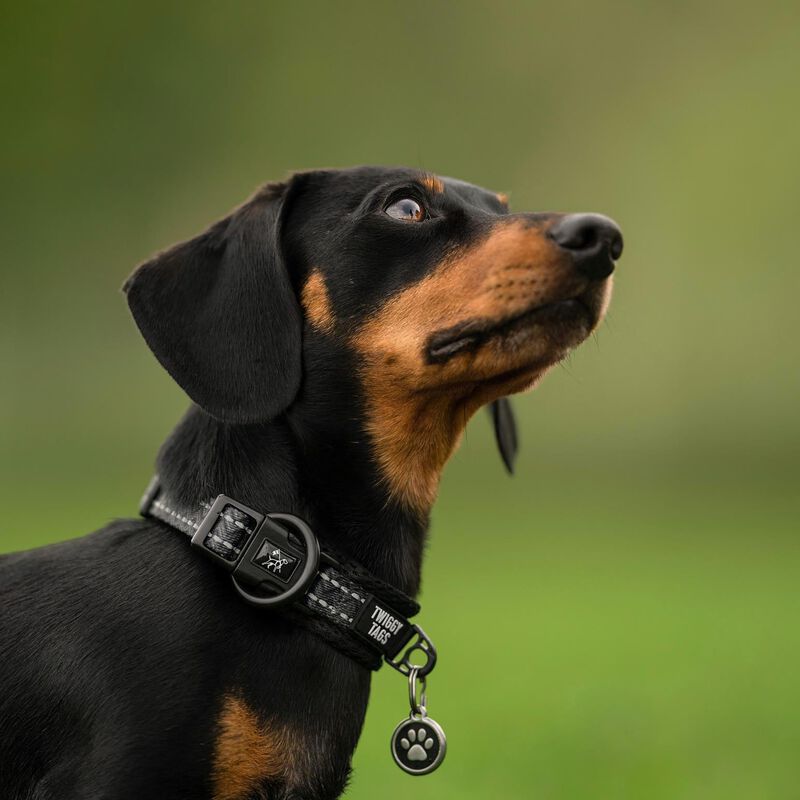 Twiggy Tags Adventure Dog Collar image number 1