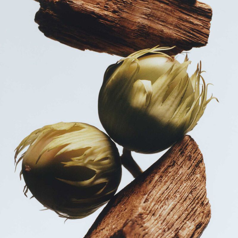 Jo Malone London Car Diffuser English Oak & Hazelnut Refill Cartridge image number 2