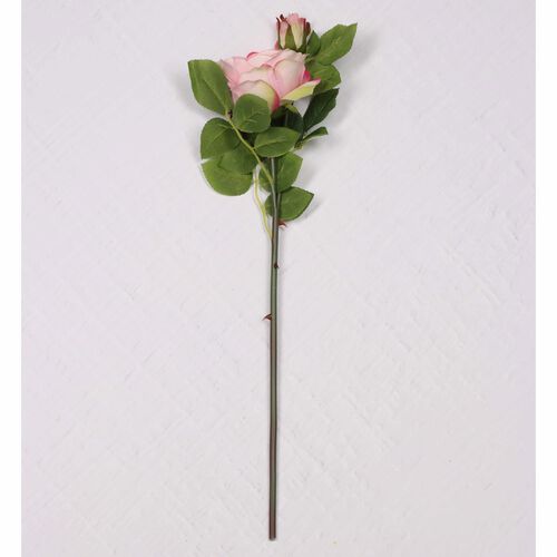 Heritage Rose With Bud Pink