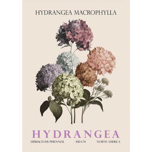 Hydrangea Watercolour Print - Christopher Giampietro