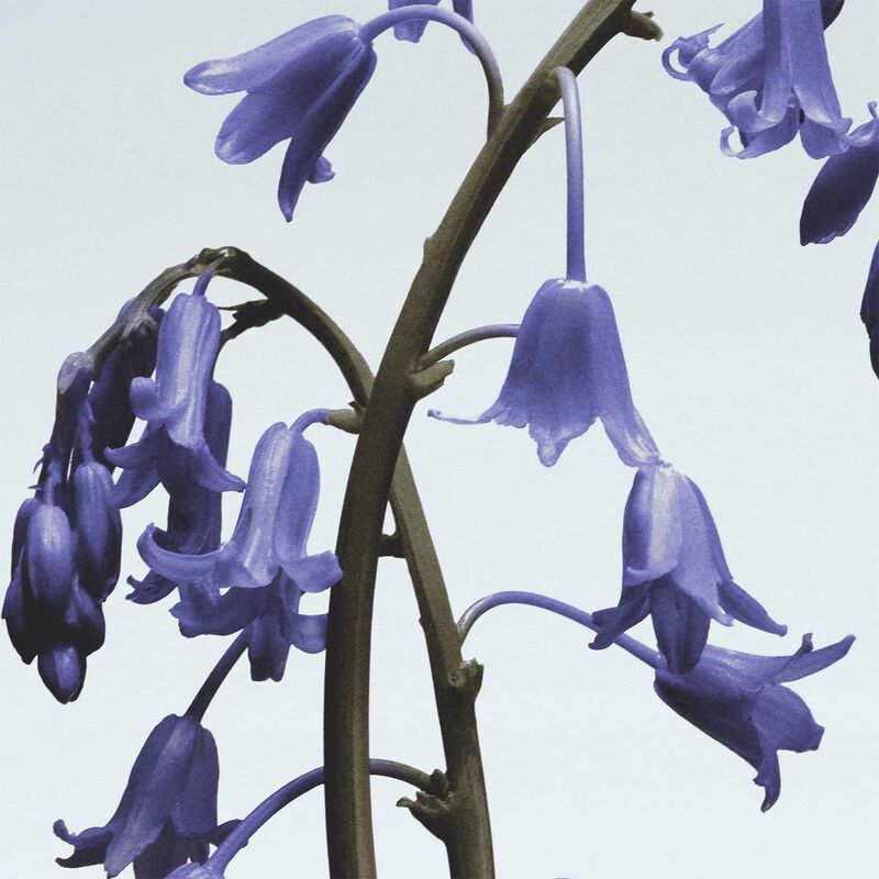 Jo Malone London Body Cr&egrave;me - Wild Bluebell image number 1