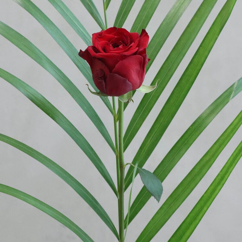 The Florist at Ballantynes - Individual Rose image number 4