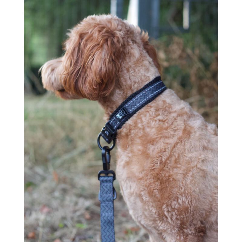 Twiggy Tags Adventure Dog Collar image number 2