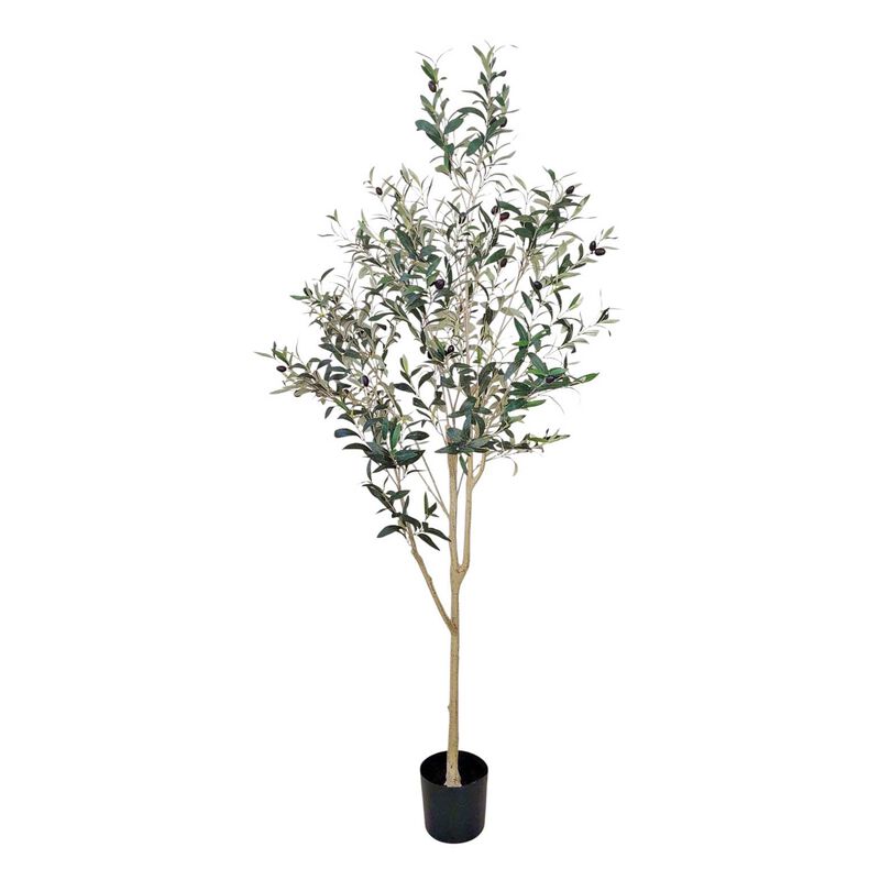 Alison's Acquisitions Olive Tree 180cm - Green image number 0