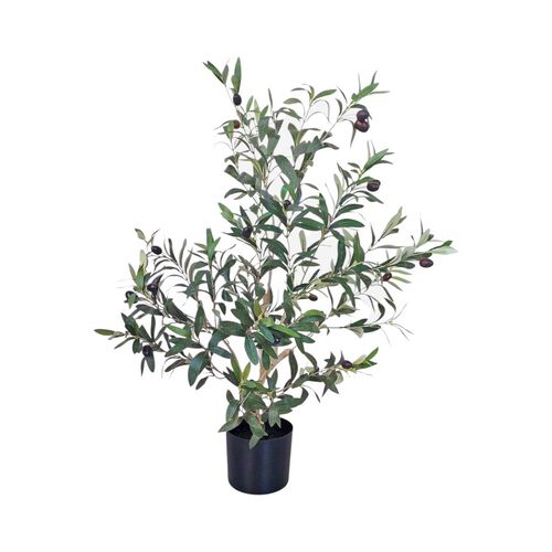 Alison's Acquisitions Olive Tree 80cms