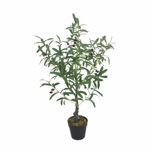 Capulet Olive Tree 85cm