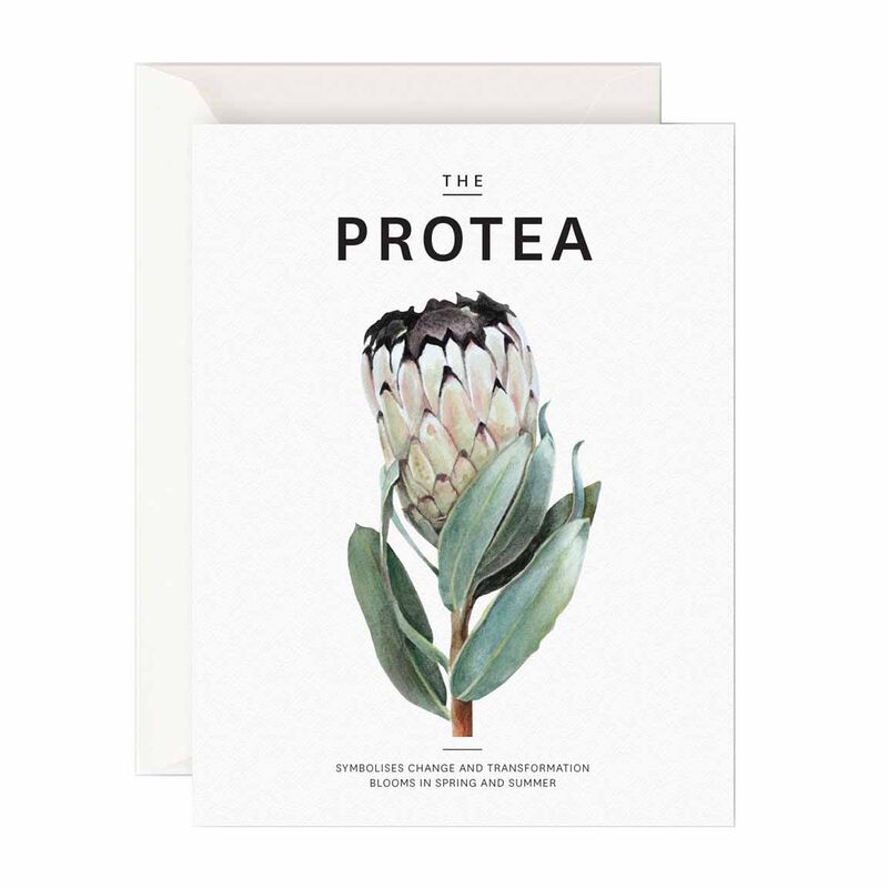 Father Rabbit Stationery The Protea Card image number 0