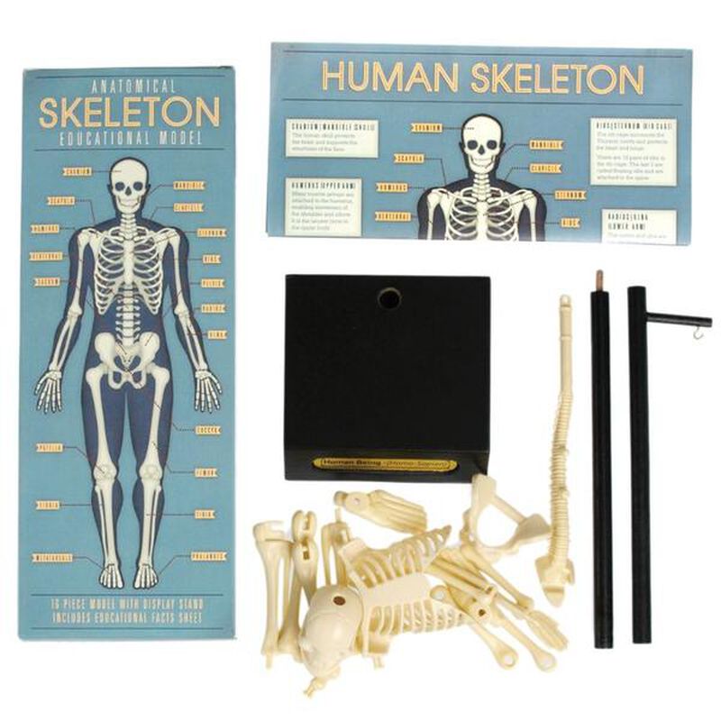 Rex London Anatomical Skeleton Educational Model image number 2