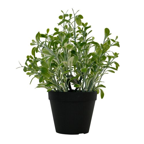 Golden Sage Bush Potted 30cm