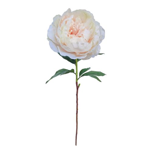 Alison's Acquisitions Queen Peony Large - Seashell