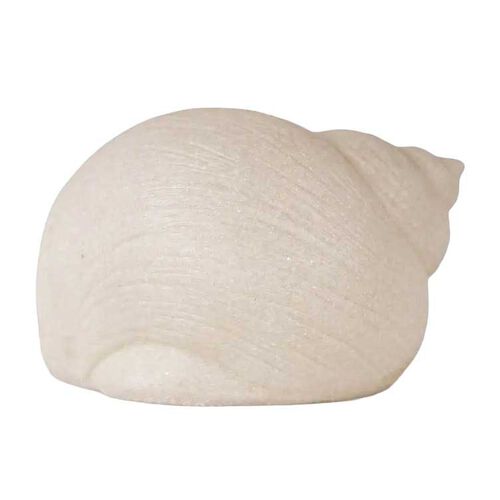 French Country Snail Shell Decorative Light