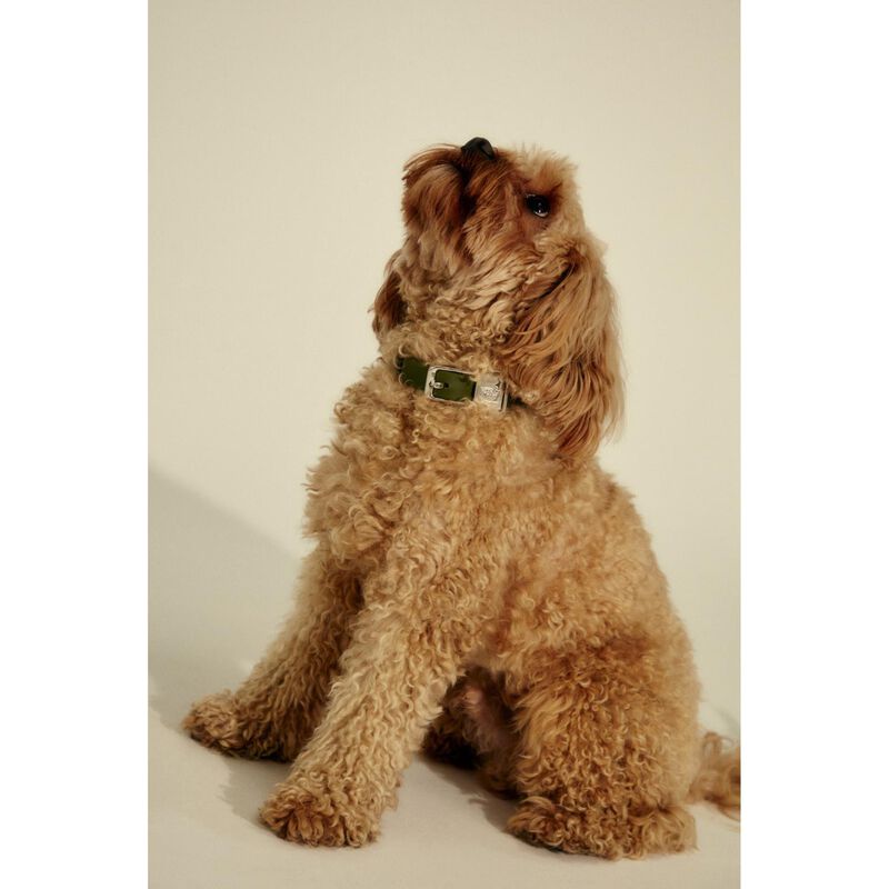 frank green Pet Collar + Name Tag - Medium image number 1