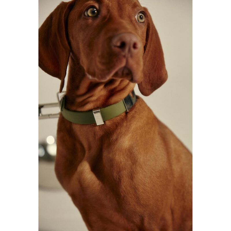 frank green Pet Collar + Name Tag - Large image number 2