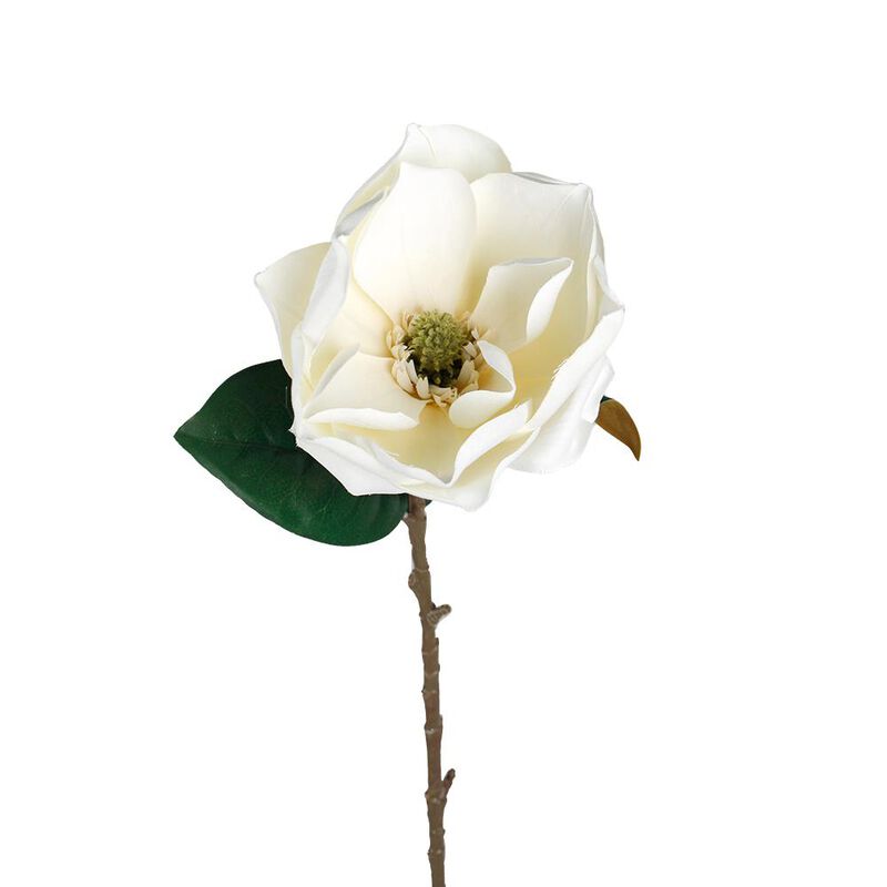 Flower Systems Sweetbay Magnolia Cream image number 1