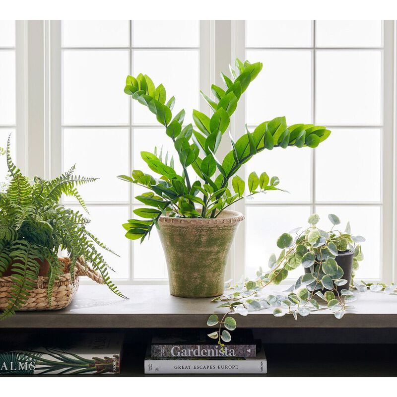 Pottery Barn Faux Potted ZZ Plant image number 2