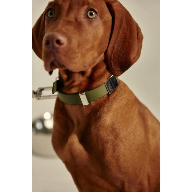 frank green Pet Collar + Name Tag - Large image number 1