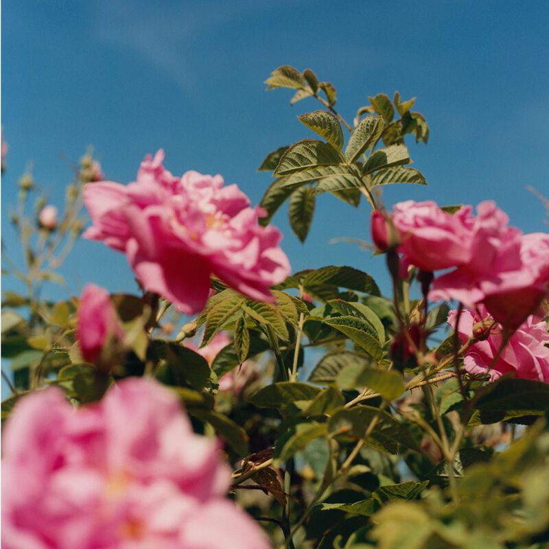 L'Occitane Rose EDT 75ml image number 2