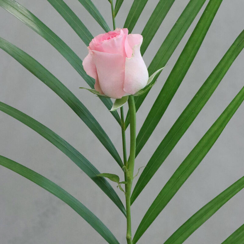 The Florist at Ballantynes - Individual Rose image number 3
