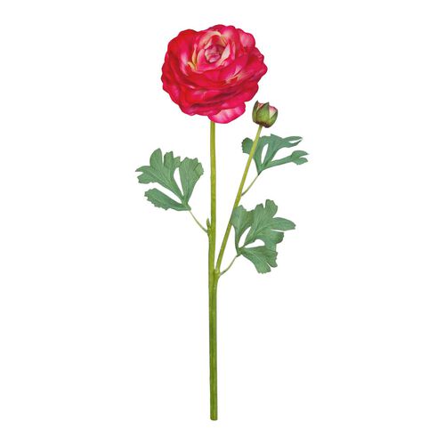 Alison's Acquisitions Large Ranunculus With Bud Magenta