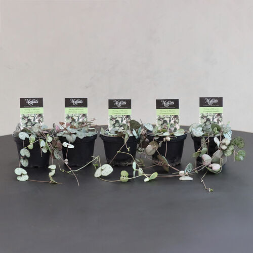 The Florist At Ballantynes - Chain of Hearts