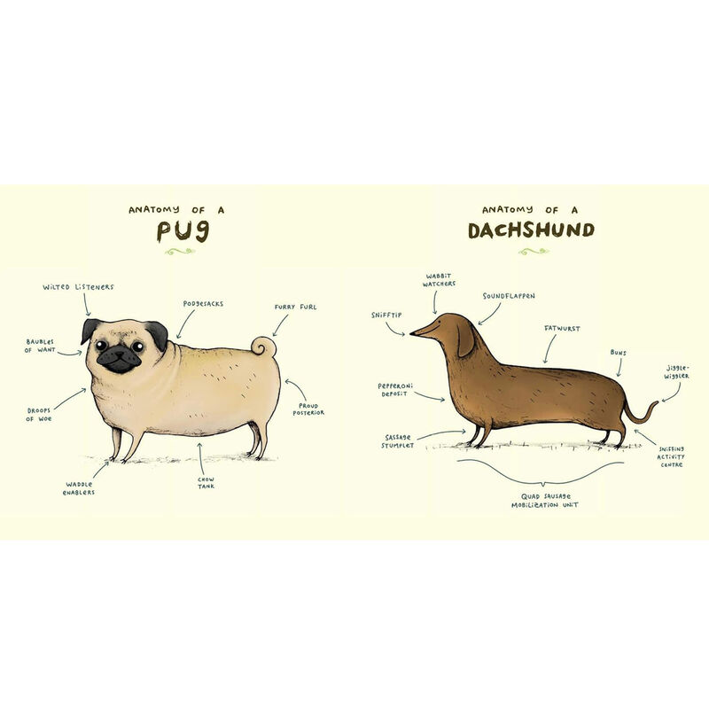 Animal Anatomy by Sophie Corrigan image number 3