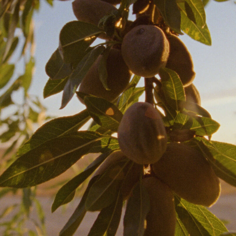 L'Occitane Almond Discovery Collection image number 2