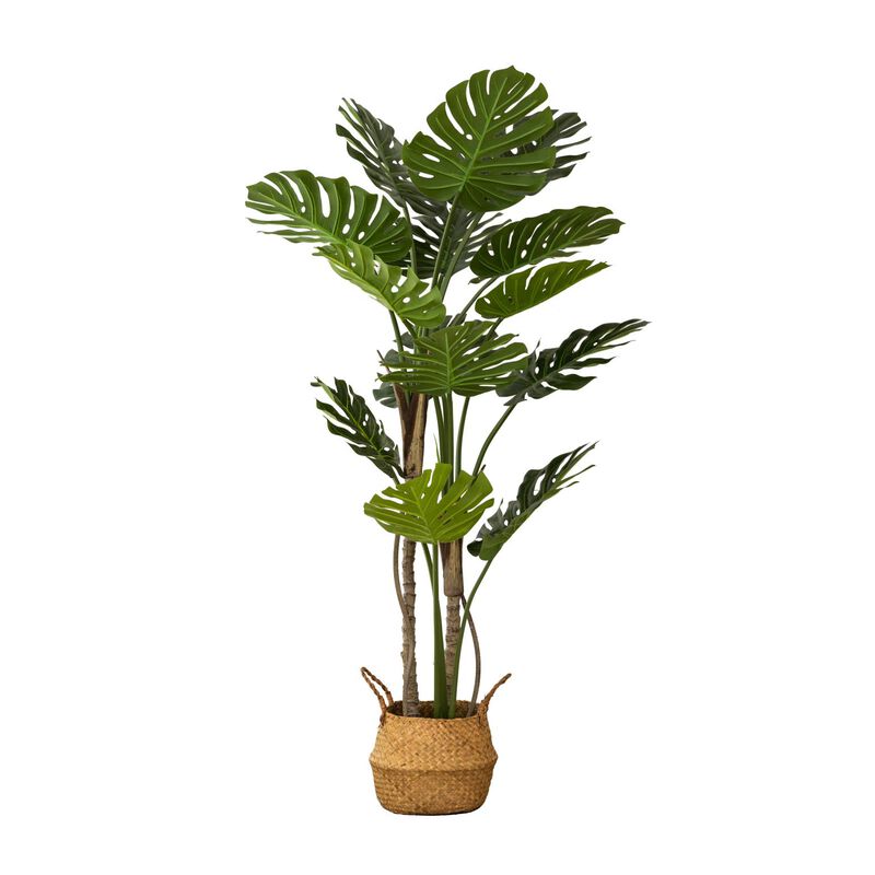 Capulet Monstera Plant In Black Pot 150cm image number 0