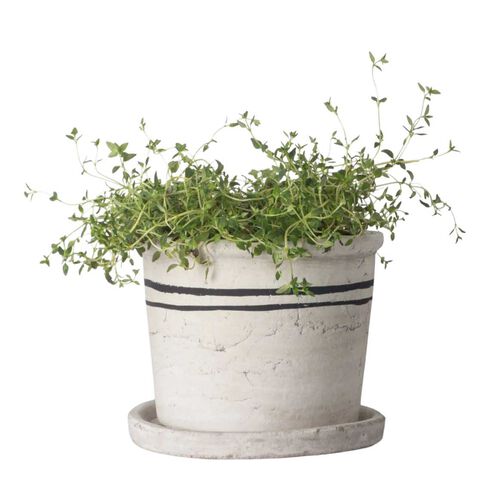 French Country Lisbon Herb Pot Medium
