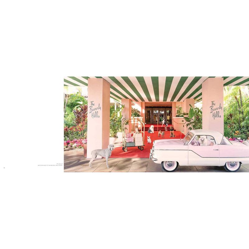 Gray Malin: Dogs image number 1