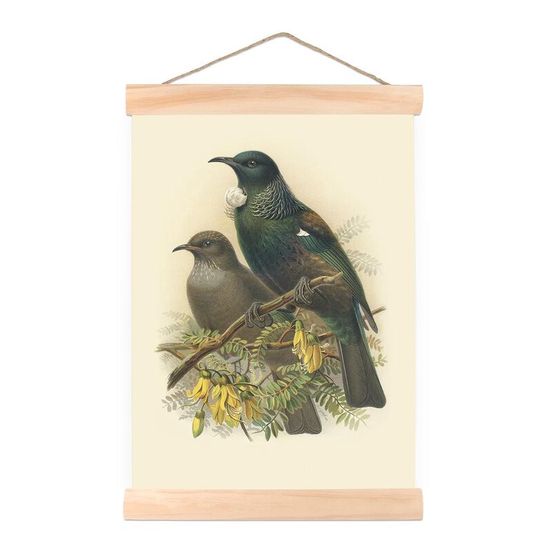 Buller's Tui Wall Chart image number 0