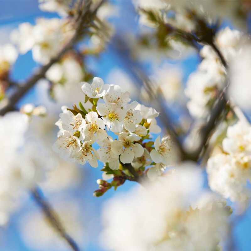 L'Occitane Cherry Blossom Hand Cream 75ml image number 3