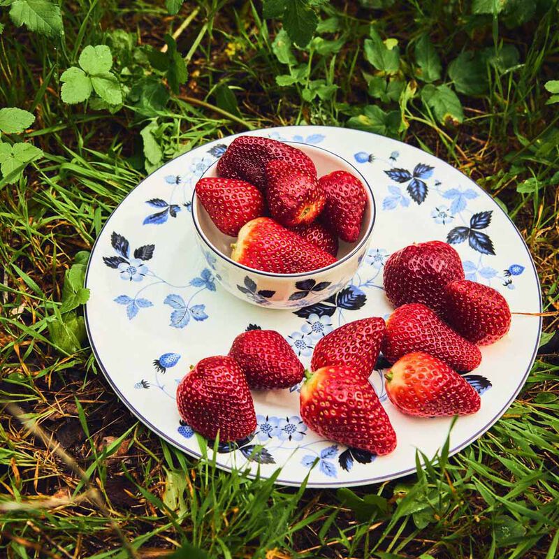 Wedgwood Wild Strawberry Inky Blue Plate and Bowl 4pc Set image number 2